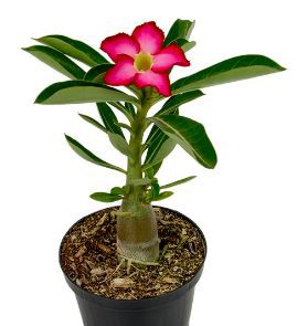 Rosa do Deserto doenças