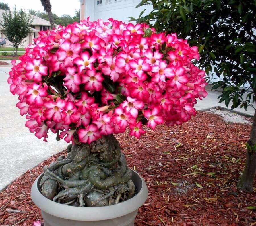 Rosa do Deserto enxerto