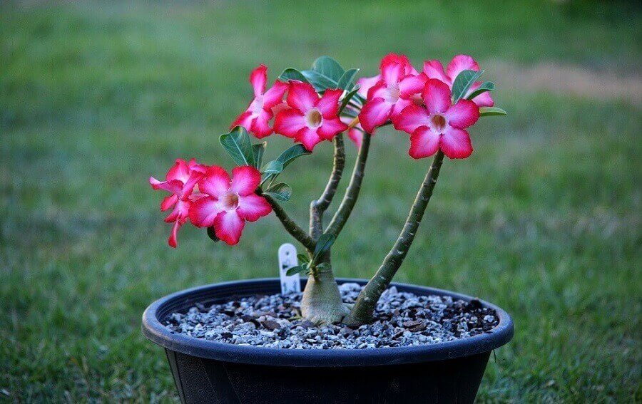 Rosa do Deserto semente