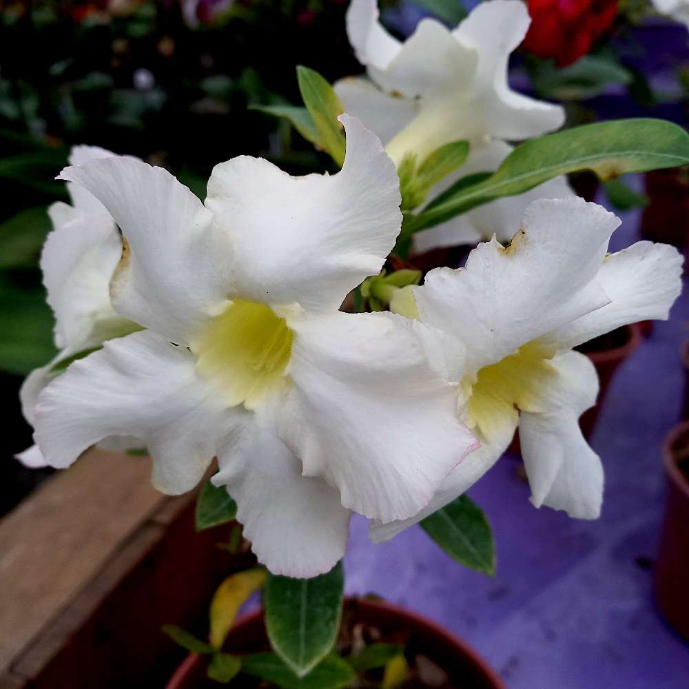 Rosa do Deserto cultivo indoor