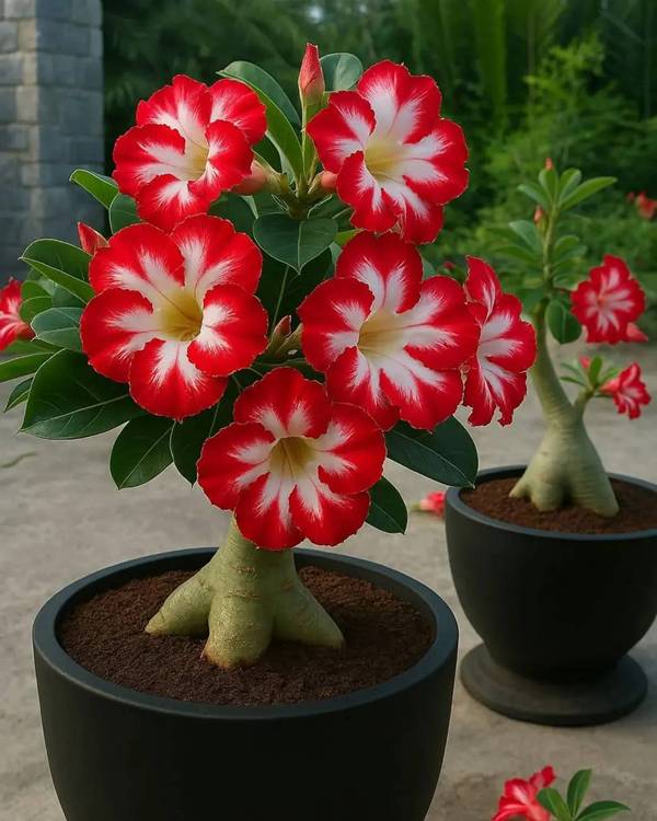Rosa do Deserto cultivo outdoor