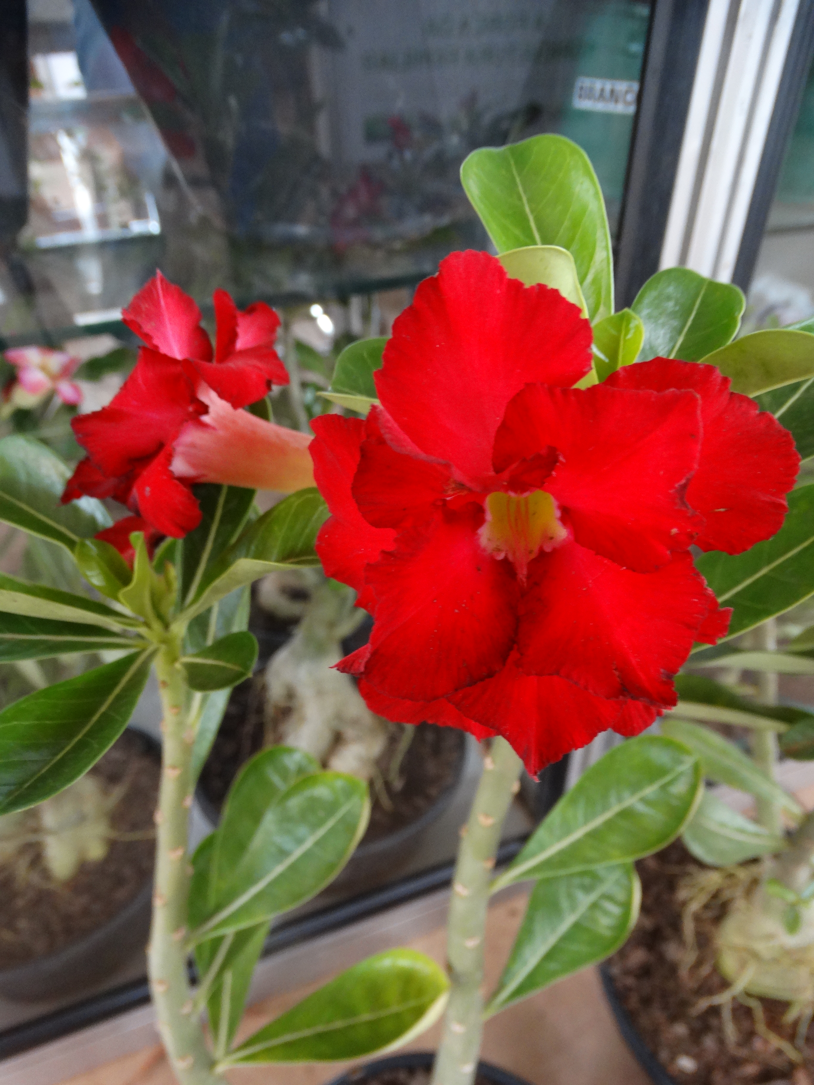 Rosa do Deserto substrato