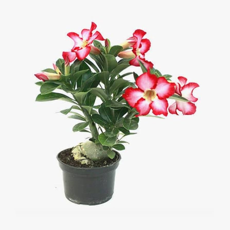 Rosa do Deserto poda