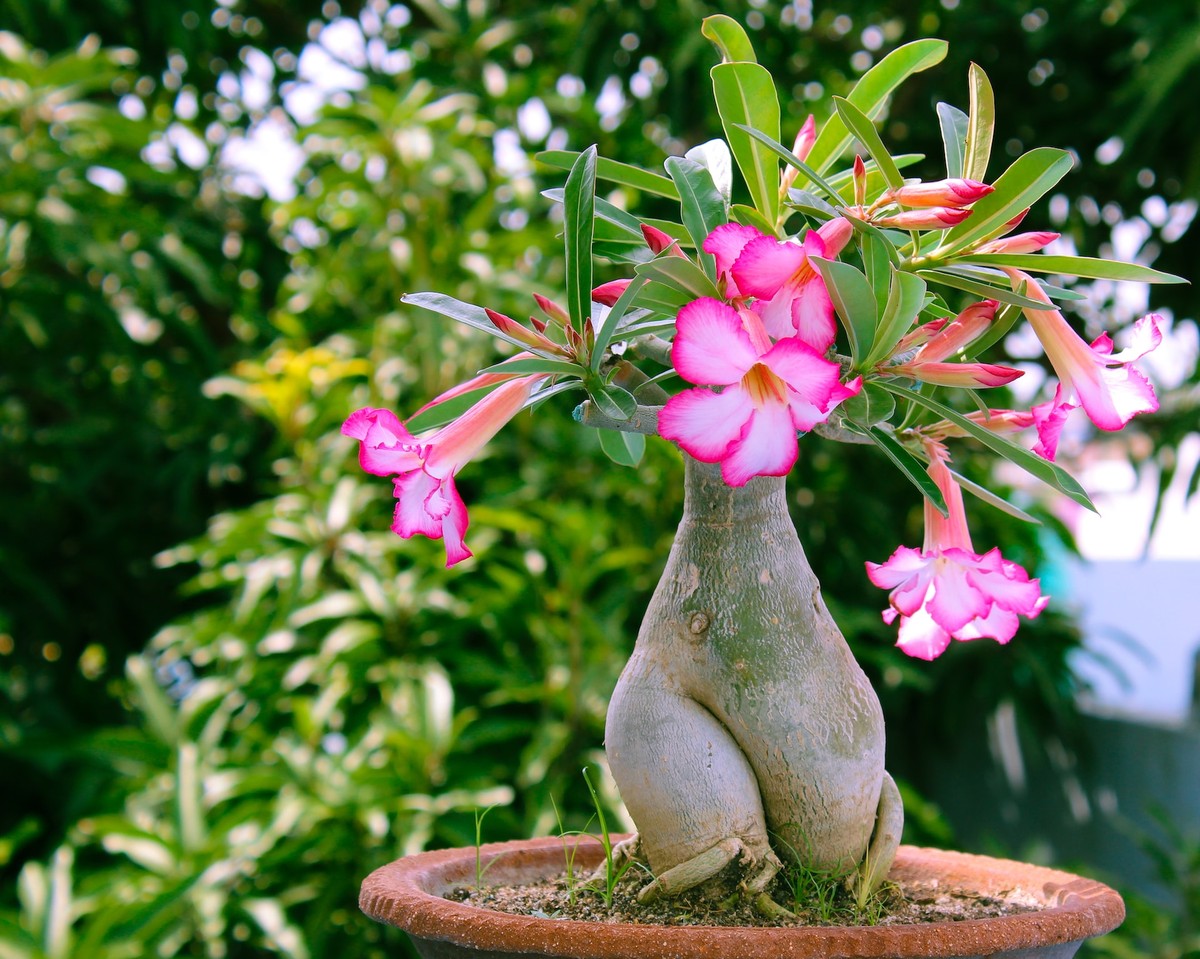 Rosa do Deserto poda