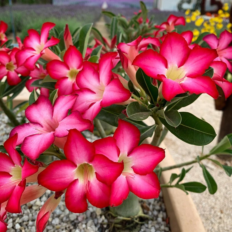Rosa do Deserto preço