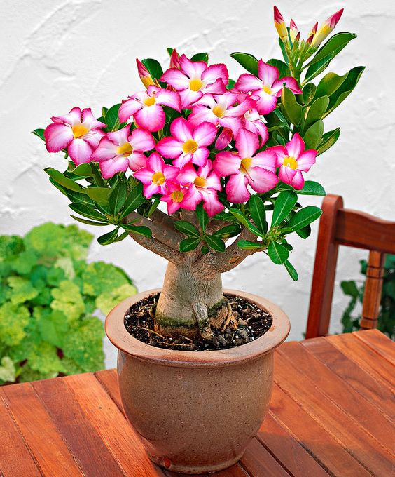 Rosa do Deserto é venenosa