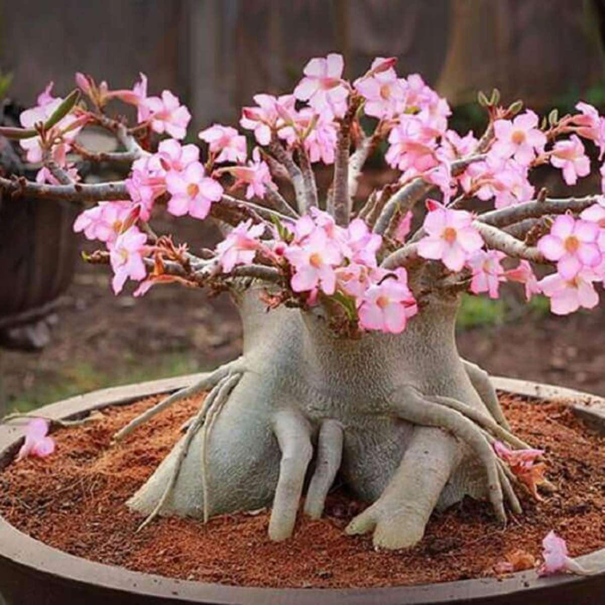 Rosa do Deserto cores