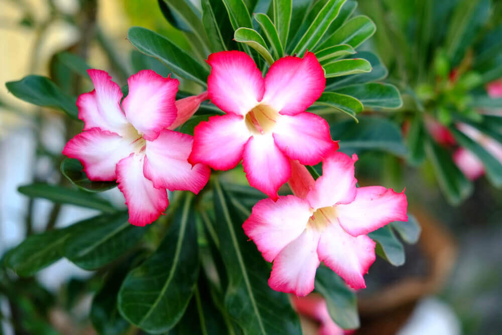 Rosa do Deserto preço