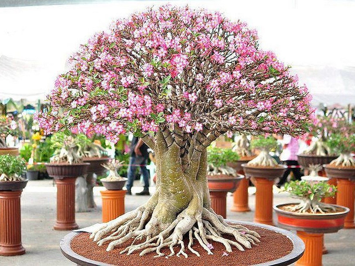 Rosa do Deserto adubo