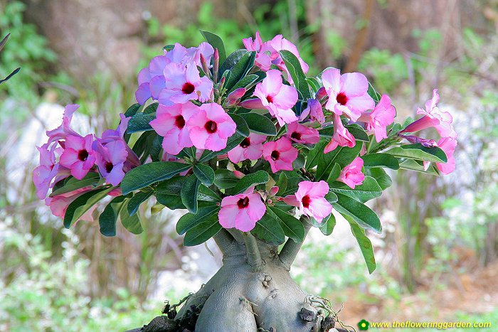 Rosa do Deserto pragas
