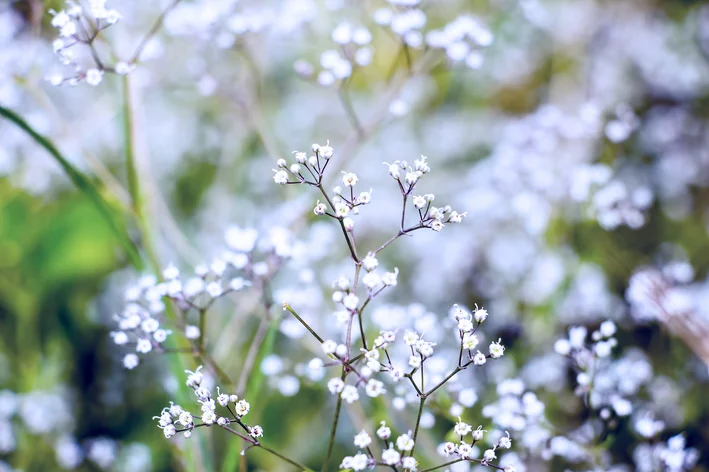 flores brancas pequenas para jardim