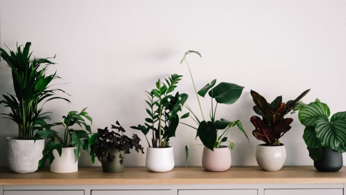 plantas para apartamento com pouca luz