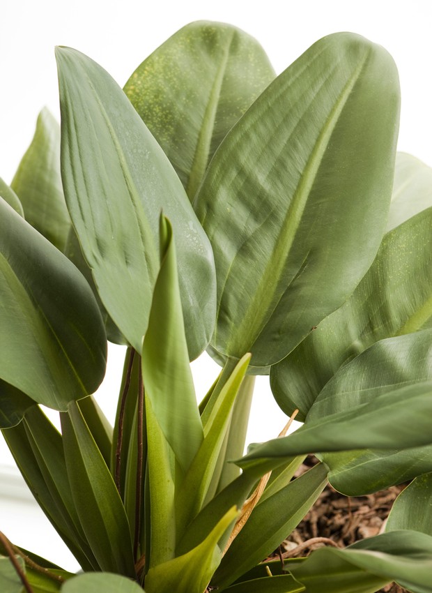 plantas para corredores escuros