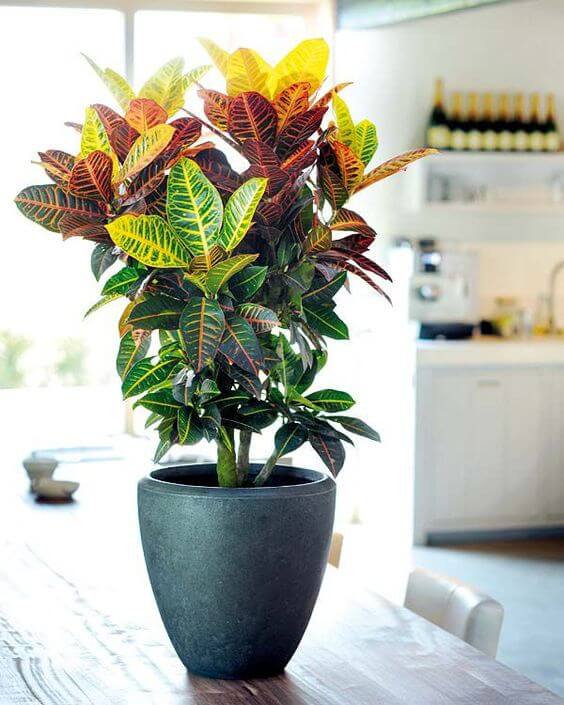plantas para banheiro sem janela