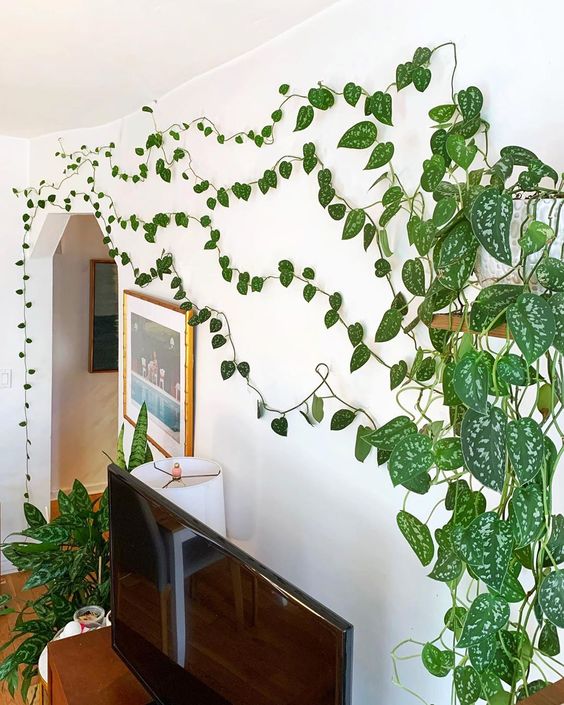 decoração com plantas verticais