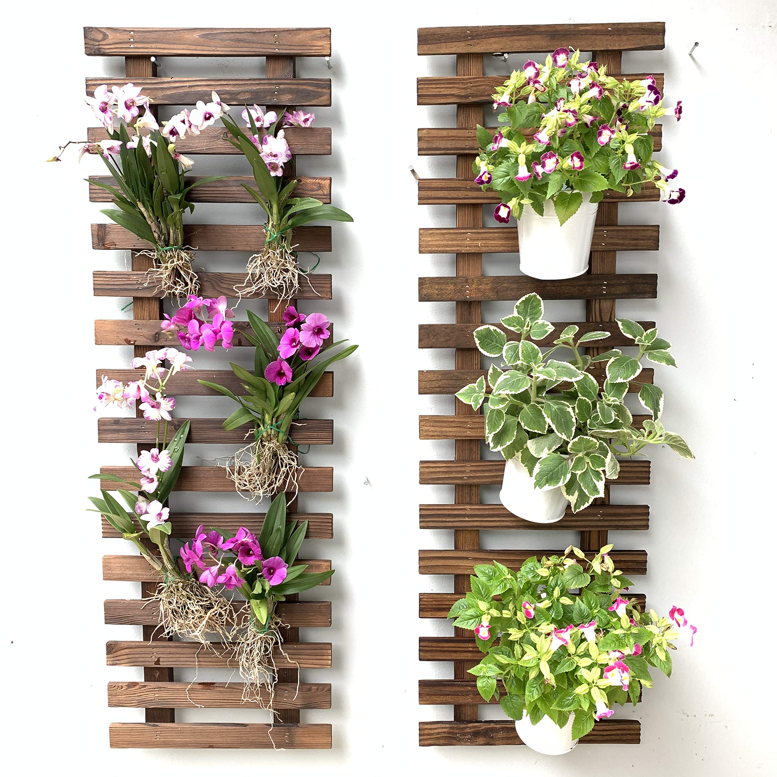plantas pendentes na parede