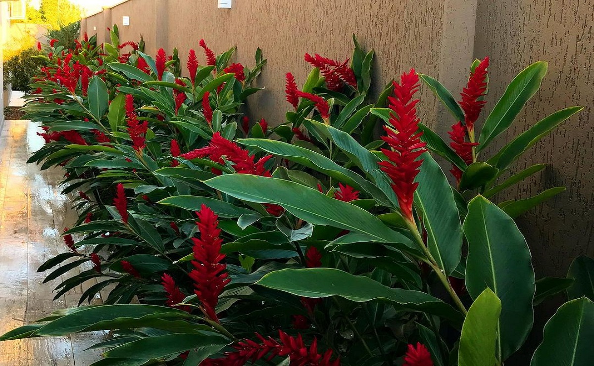 plantas para canteiro estreito muro