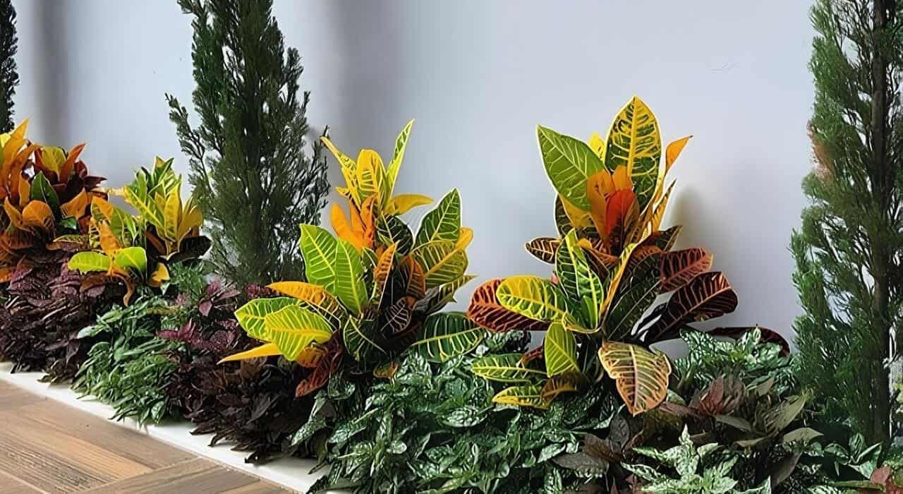 plantas trepadeiras para muro