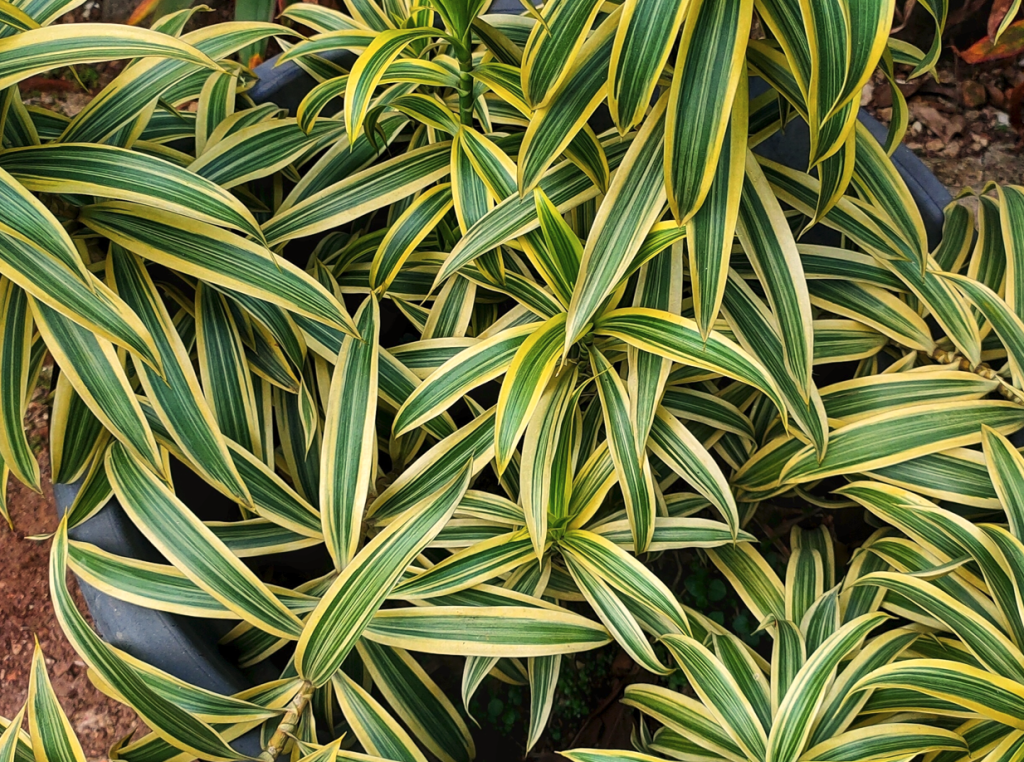 plantas para canteiro de muro com pouca manutenção