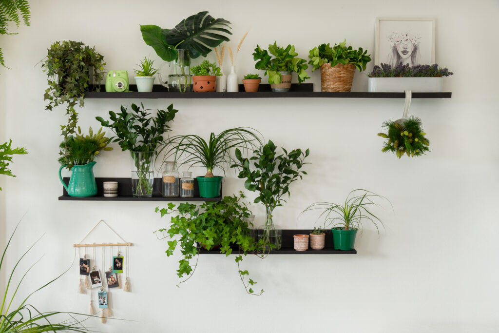 plantas pendentes de sol pleno