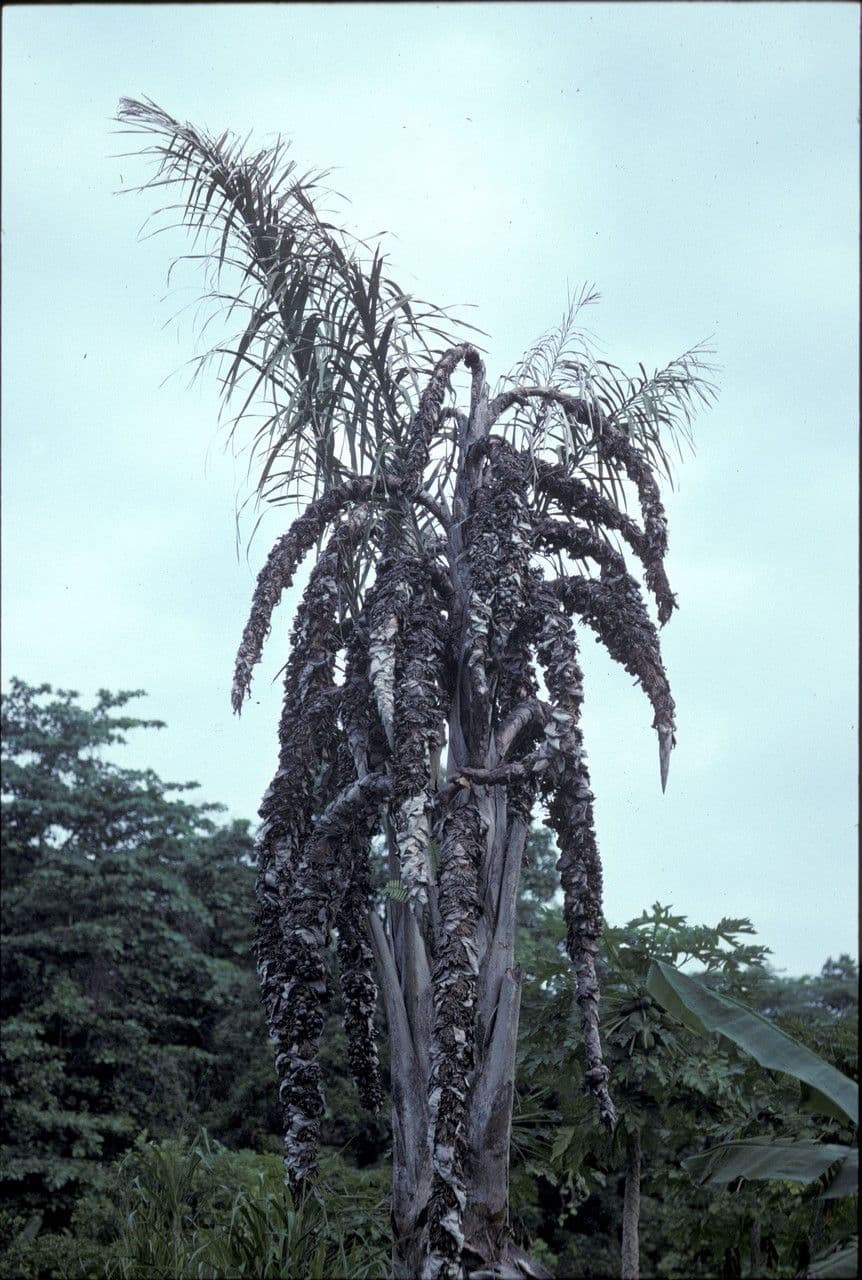 chapéus de rafia