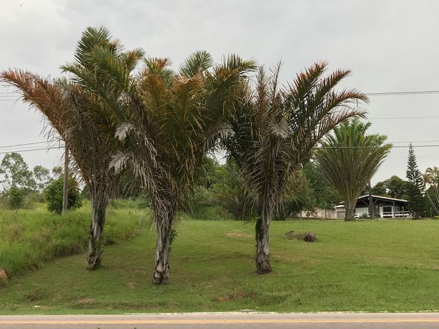 chapéus de rafia