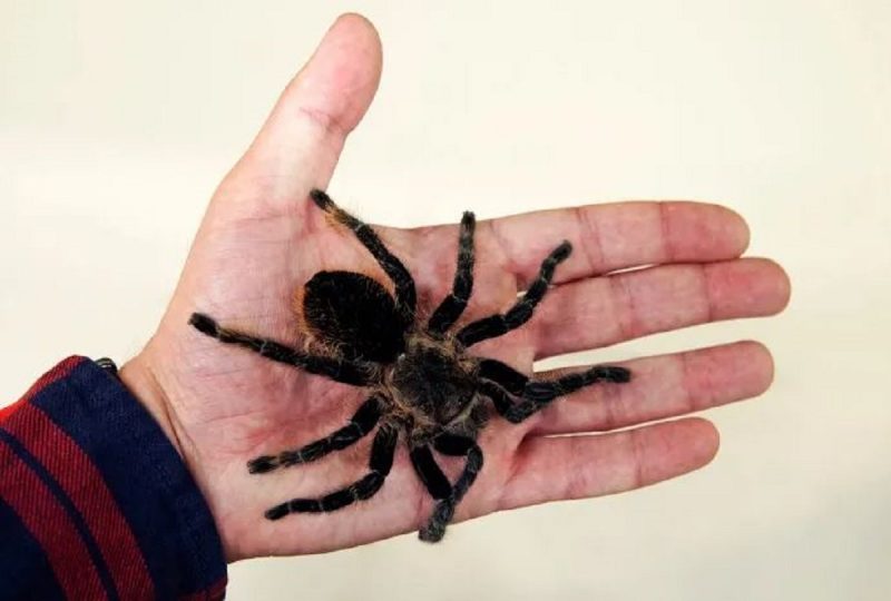 significado aranha preta sonho