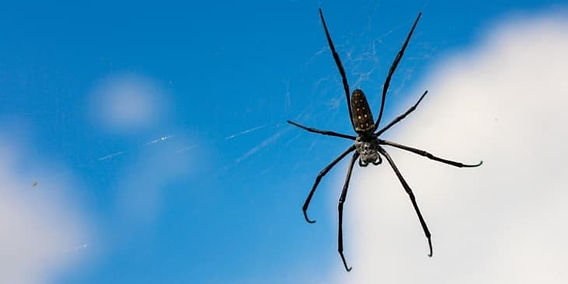 interpretação sonho aranha escura