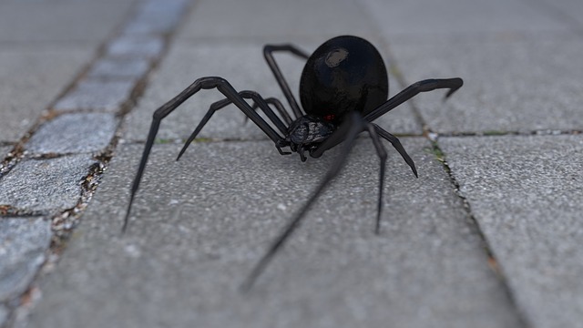o que quer dizer sonhar com aranha preta
