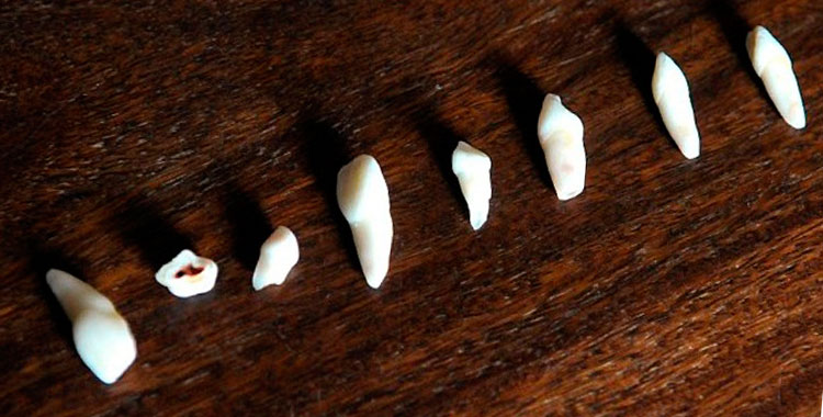 Sonhos com Dentes e a Psicologia da Comunicação