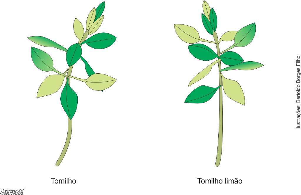 tomilho ornamental
