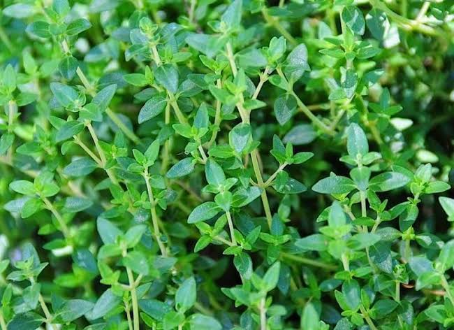 tomilho rasteiro cultivo