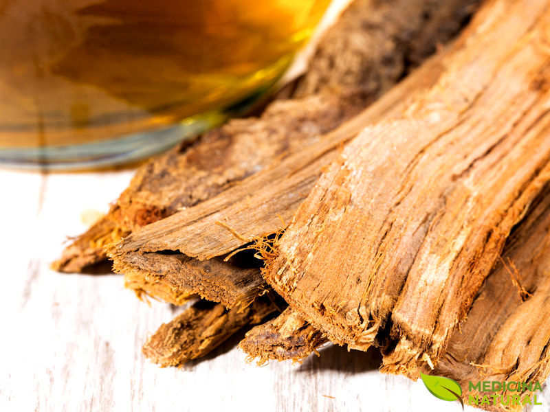 unha de gato benefícios para saúde feminina