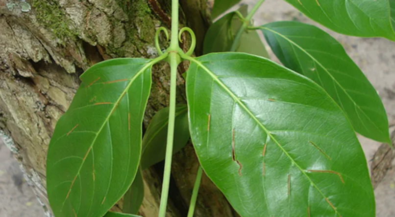erros ao usar chá de unha de gato
