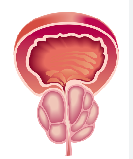 10 motivos para urinar toda hora