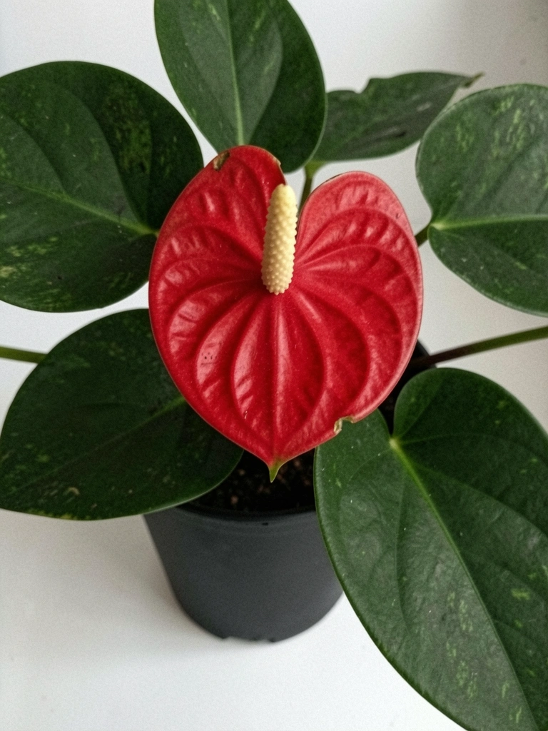 Flor vermelha de antúrio em formato de coração, com textura brilhante e fundo desfocado.