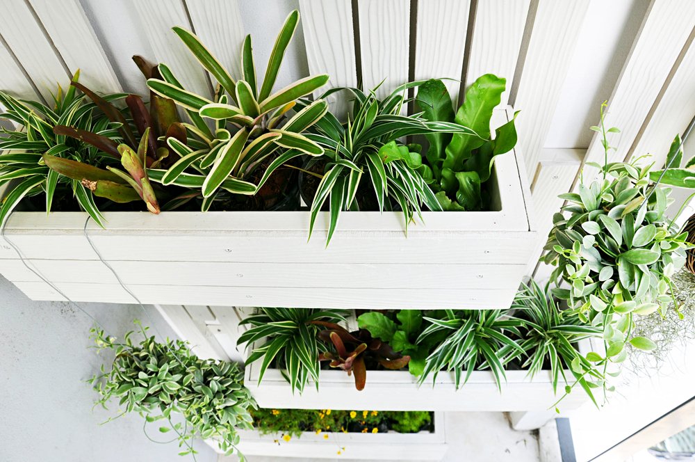 plantas penduradas para varanda