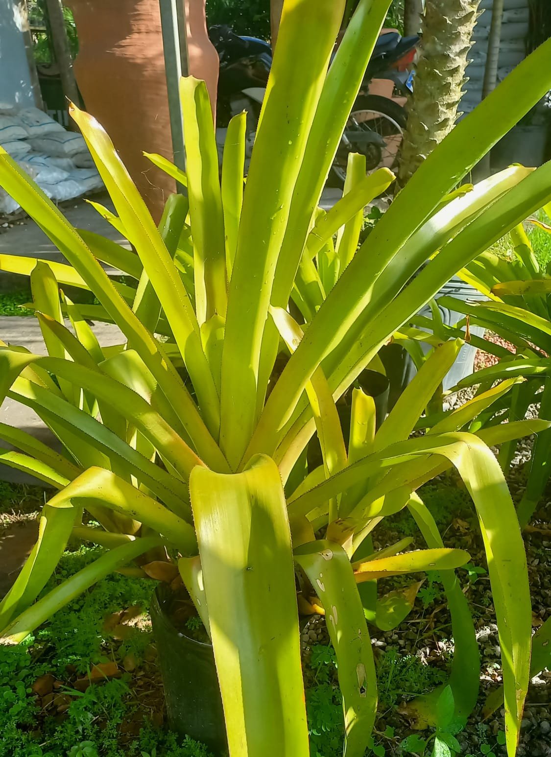 Bromélia laranja sol pleno