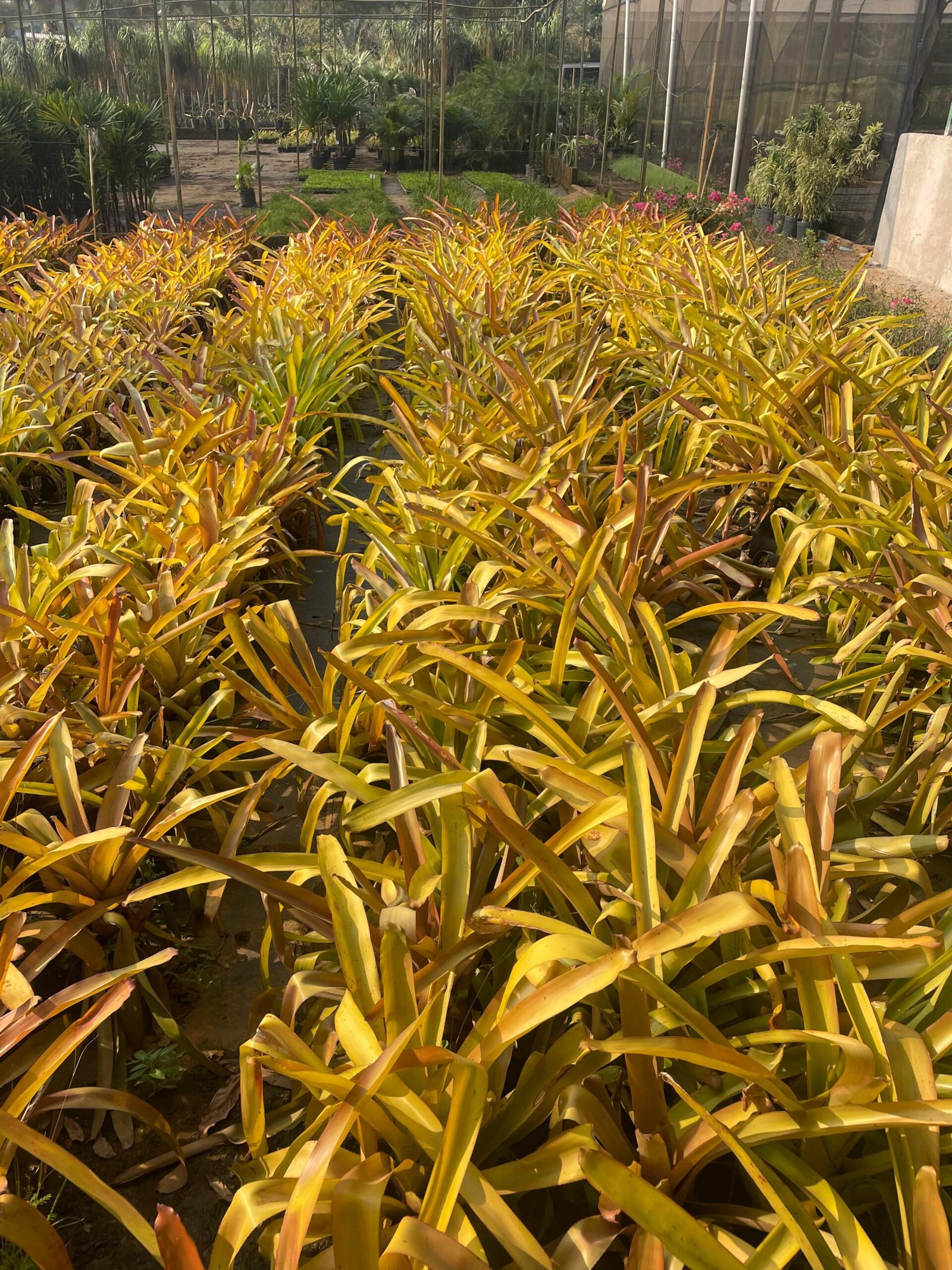 Planta ornamental Mata Atlântica