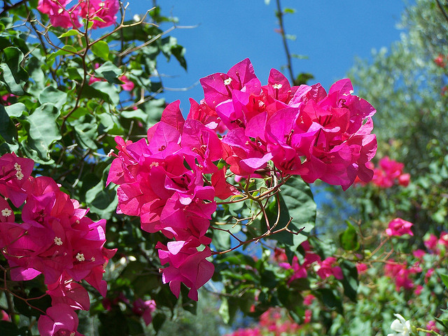 como cuidar de primavera