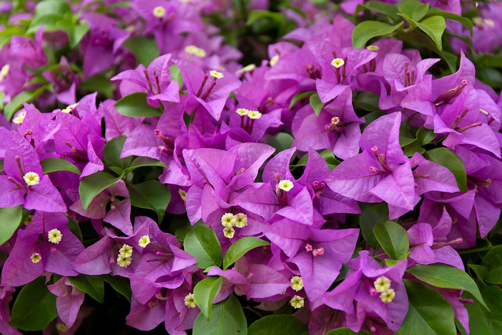 flor de papel cultivo