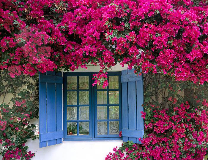 bougainvillea cuidados
