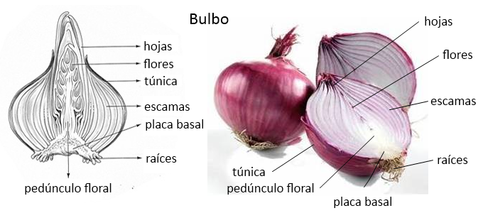 bulbo planta