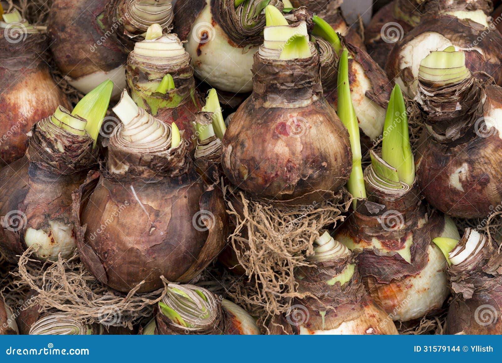 bulbo cebola