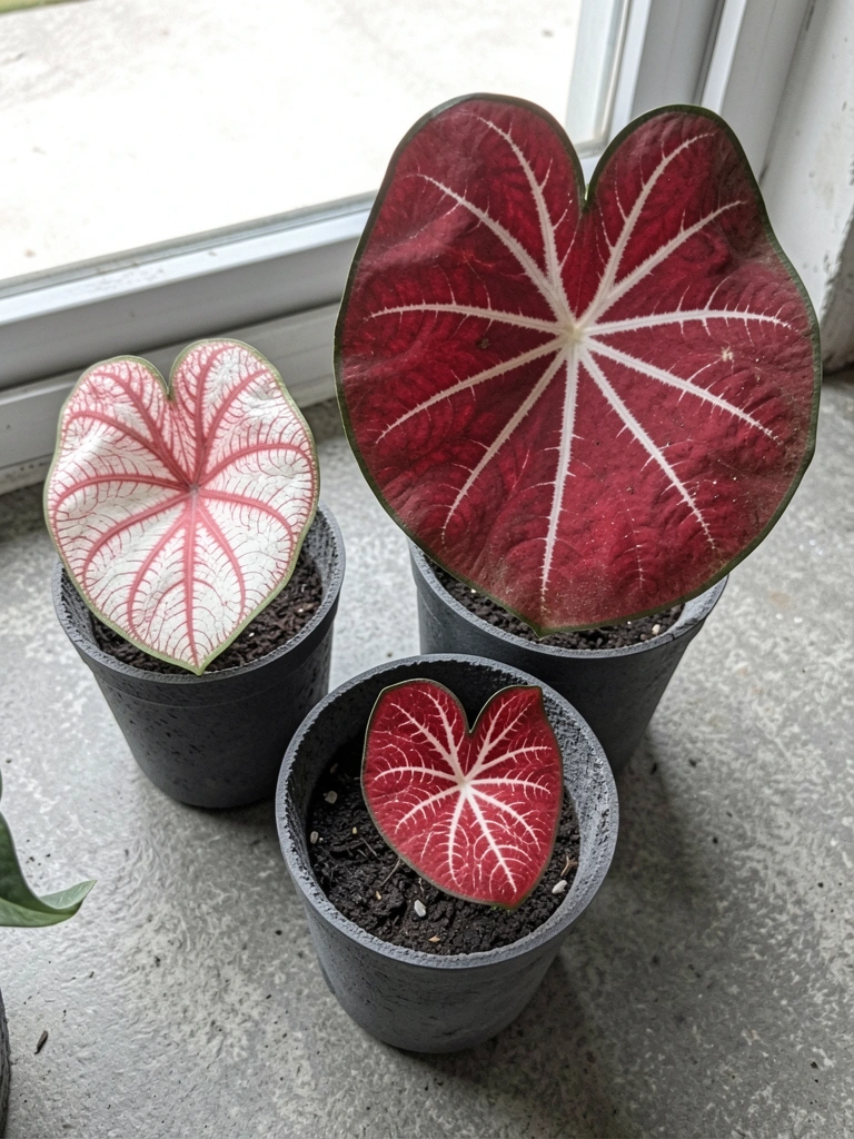 Logos das lojas Plantei, Sítio da Mata e Garden Plus lado a lado.