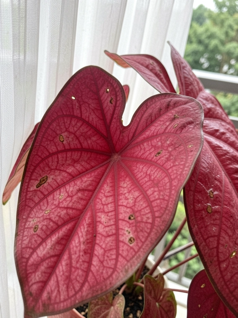 Vaso com folhas de caladium em varanda, luz suave passando por cortina.
