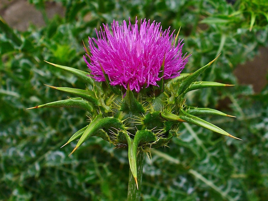 planta espinhosa