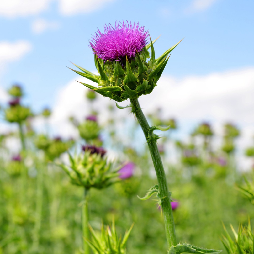 Asteraceae