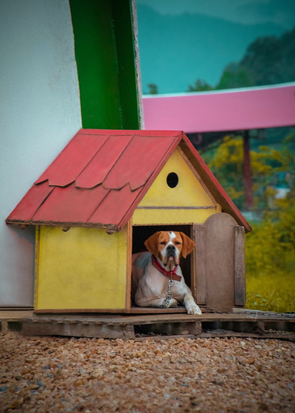 acessórios para casinha de cachorro