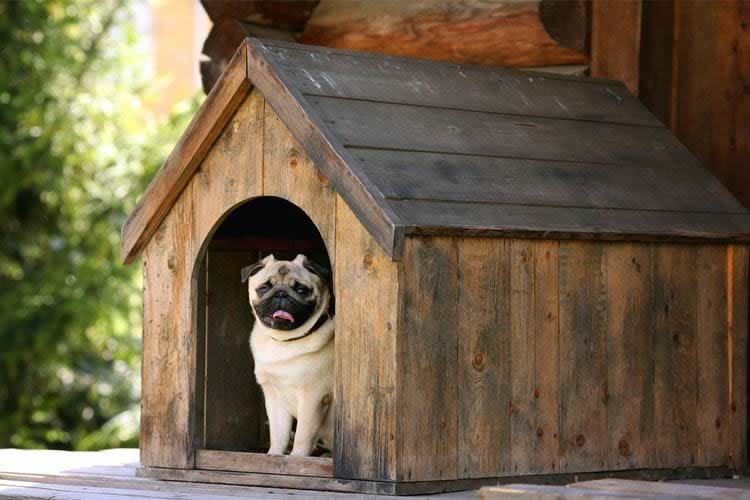 casinha de cachorro barata